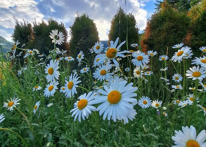 Haus Ebner Apartament